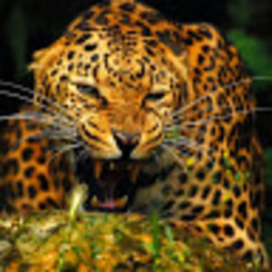 Meet your Posher, Irina